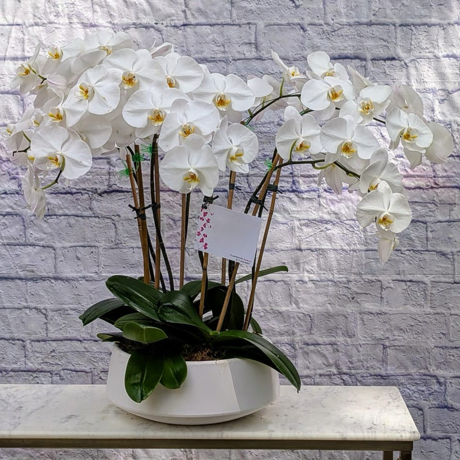 8 Stem Orchid Plant
