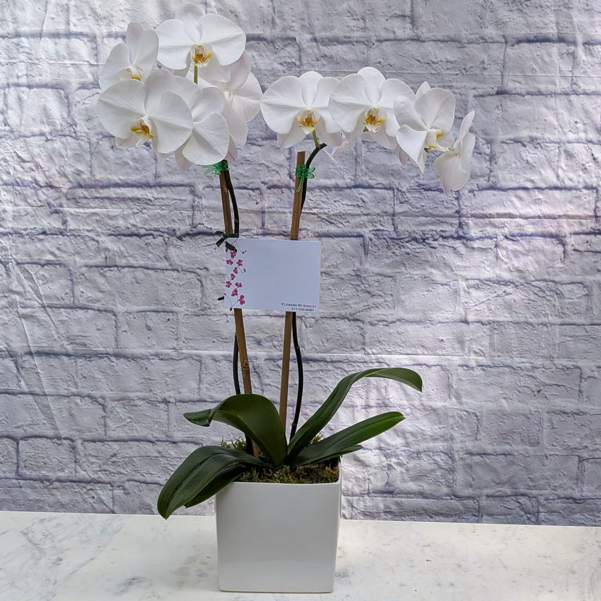 2 Stem Orchid Plant