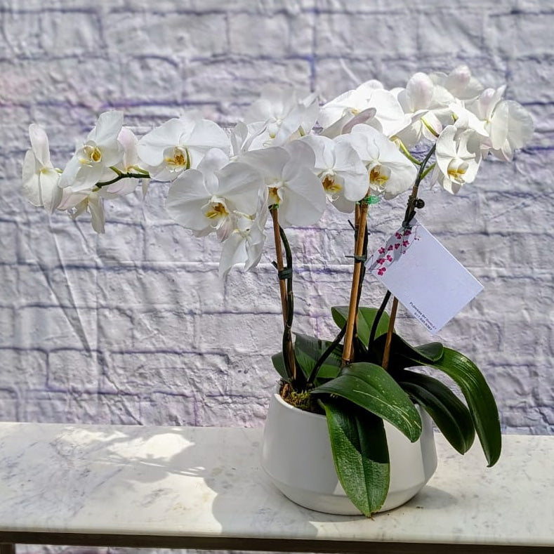 4 Stem Orchid Plant