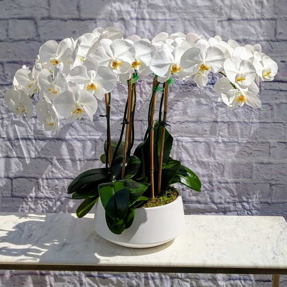 8 Stem Orchid Plant