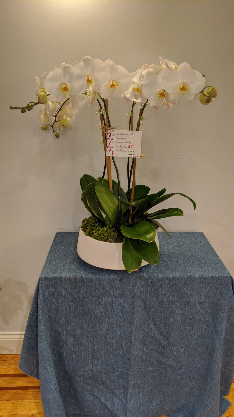 4 Stem Orchid Plant