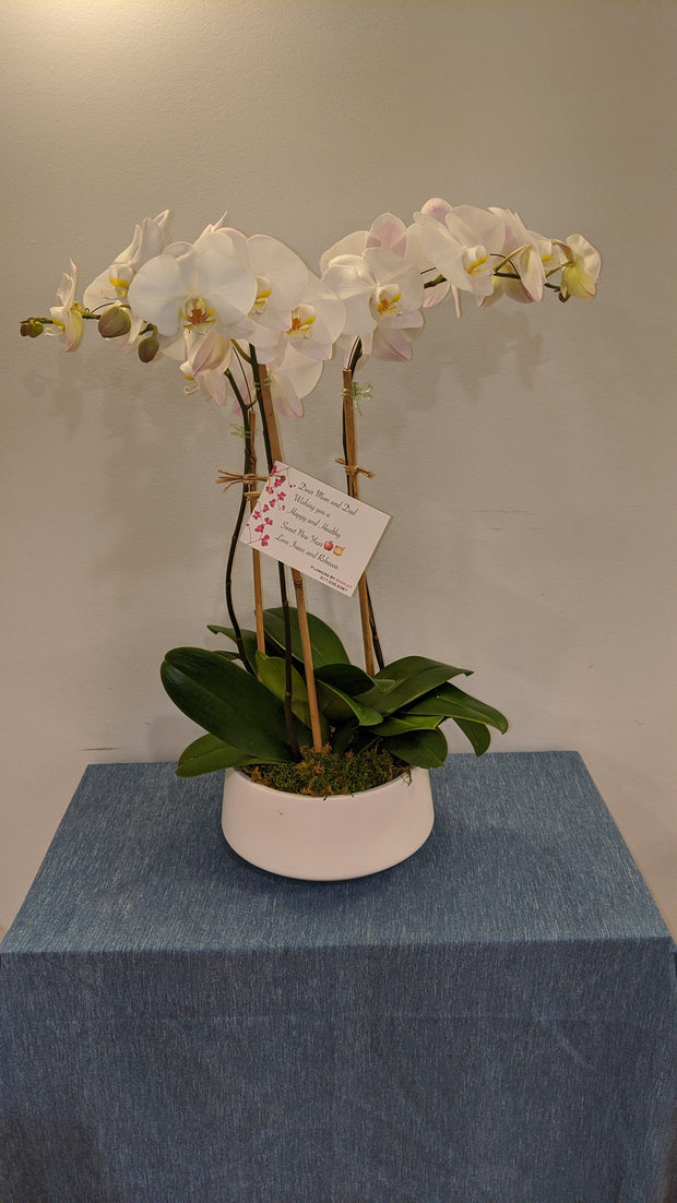 3 Stem Orchid Plant