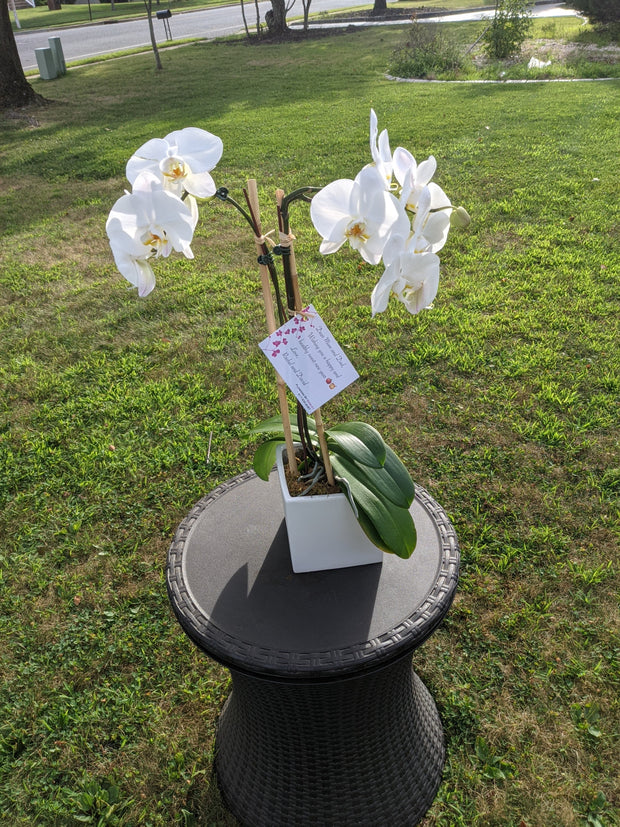2 Stem Orchid Plant
