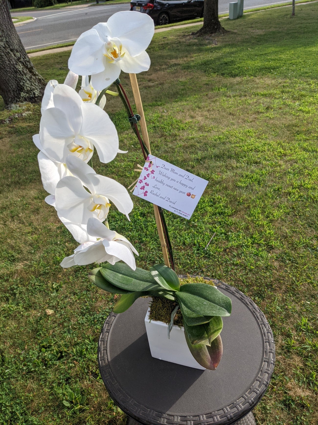 Single Stem Orchid Plant