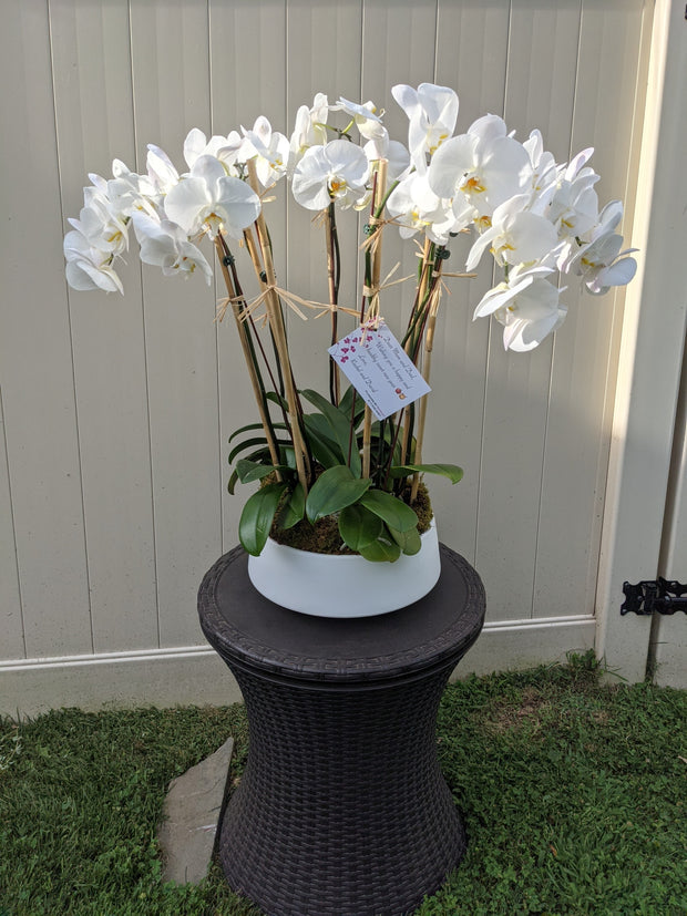 8 Stem Orchid Plant