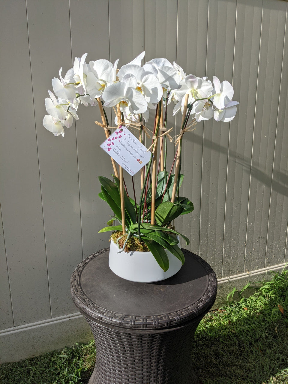 6 Stem Orchid Plant